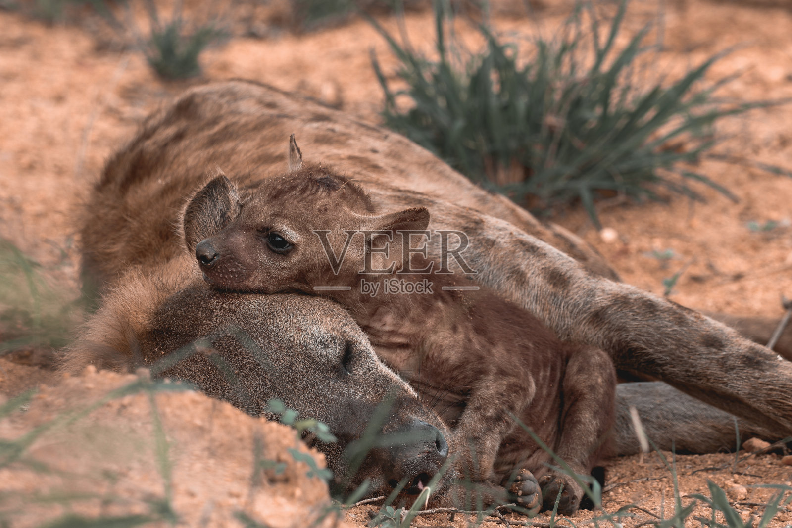 斑点鬣狗幼崽放松照片摄影图片