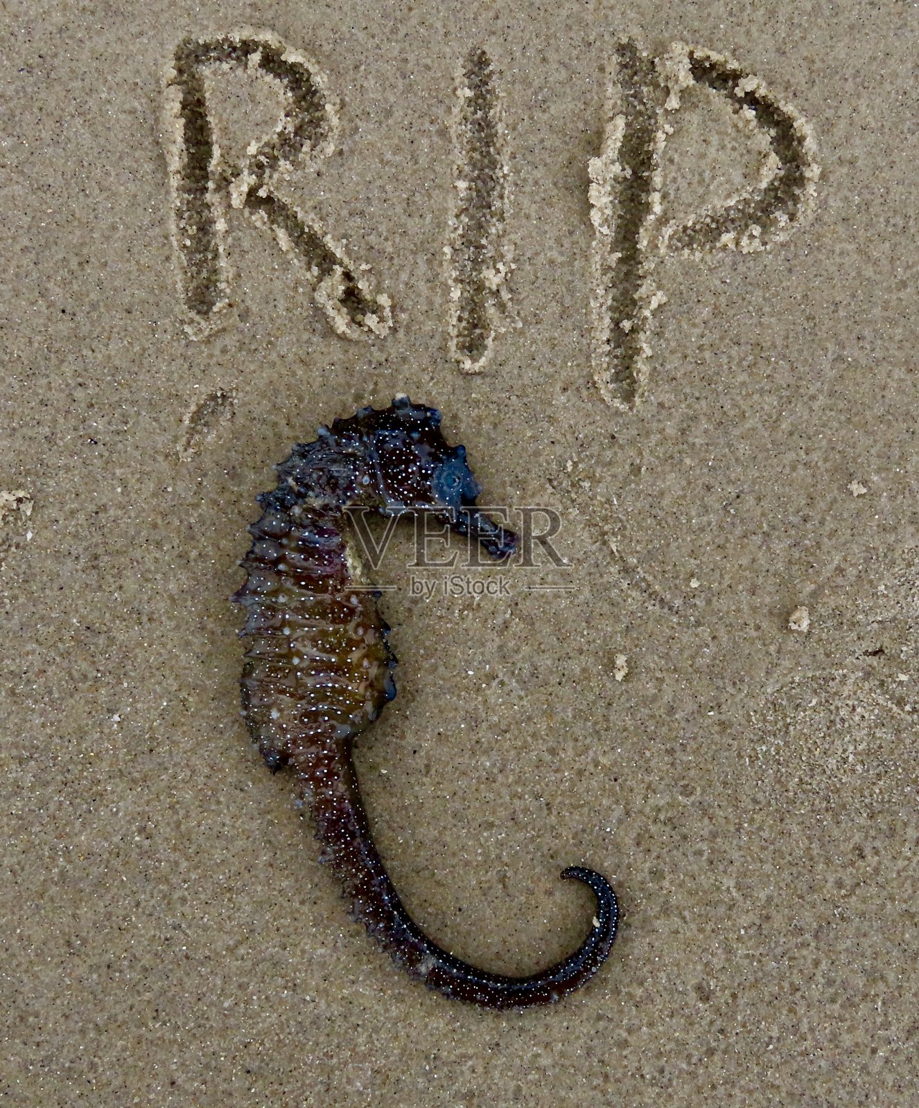 冲上岸海马/海马照片摄影图片