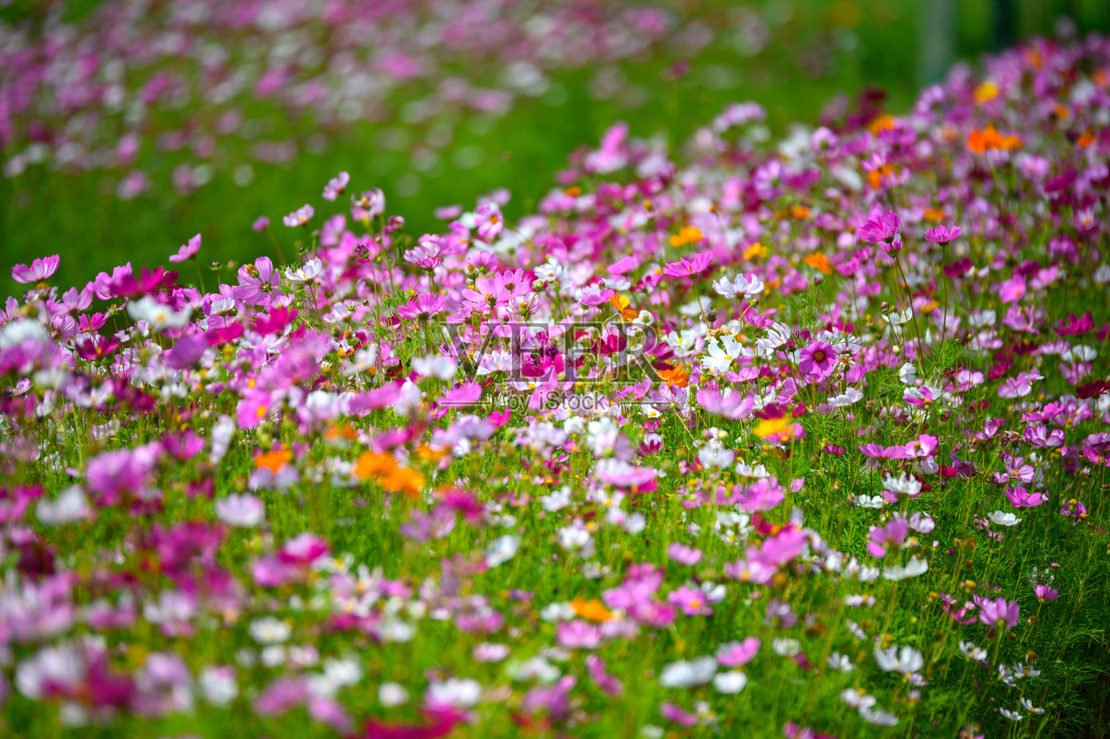 宇宙花的田野。橙色、粉红色和黄色的宇宙花都盛开着,色泽清新自然。照片摄影图片