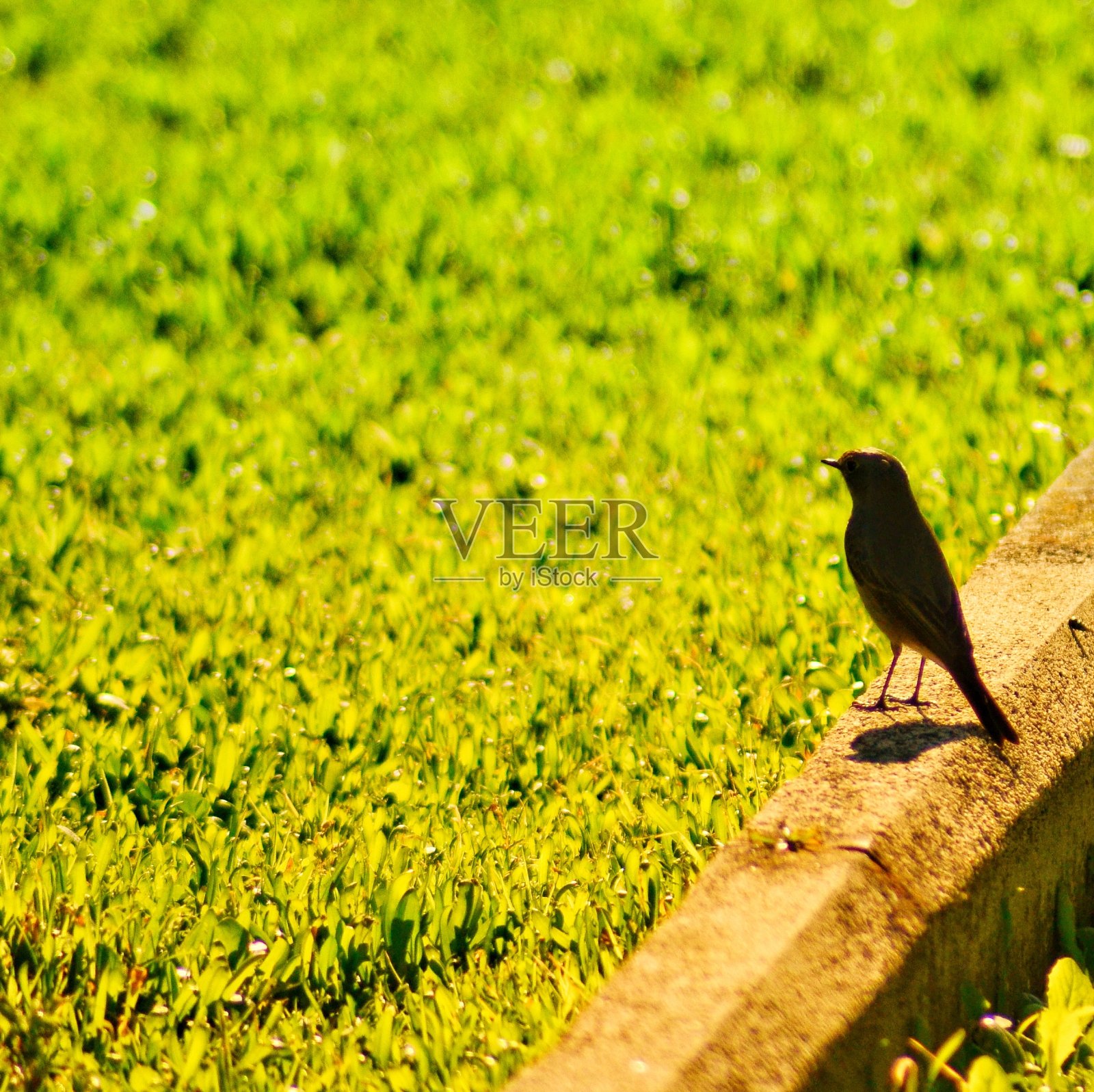 鸟照片摄影图片