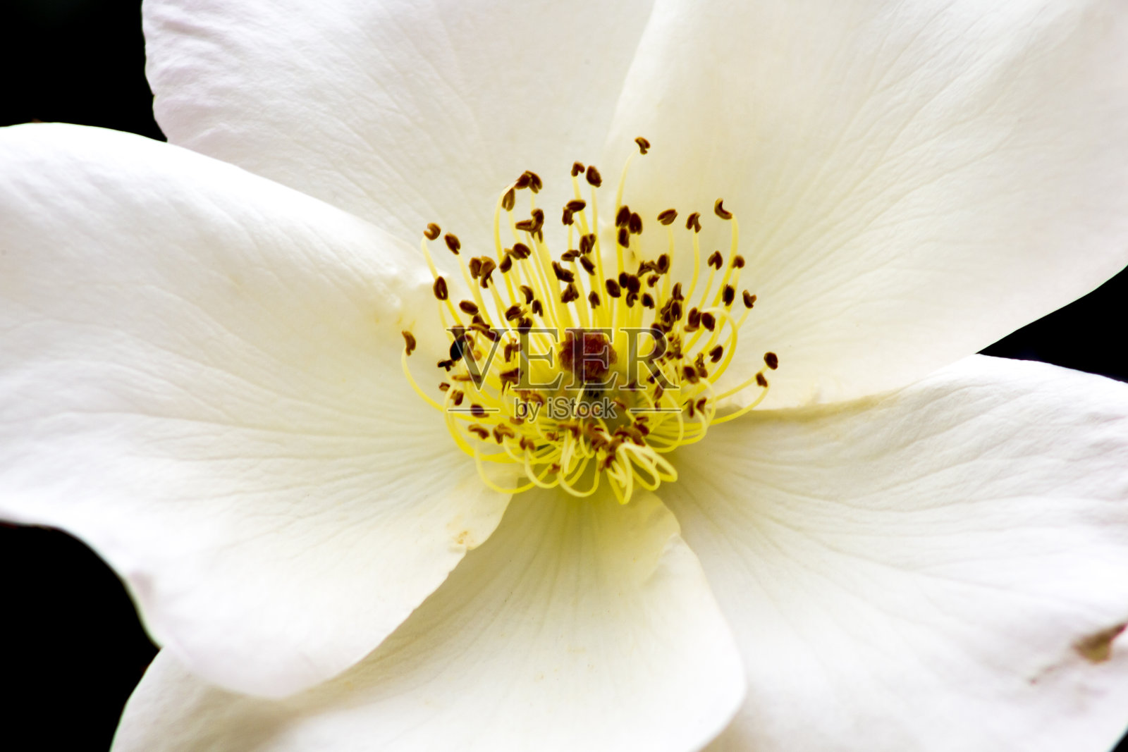 白色的花照片摄影图片