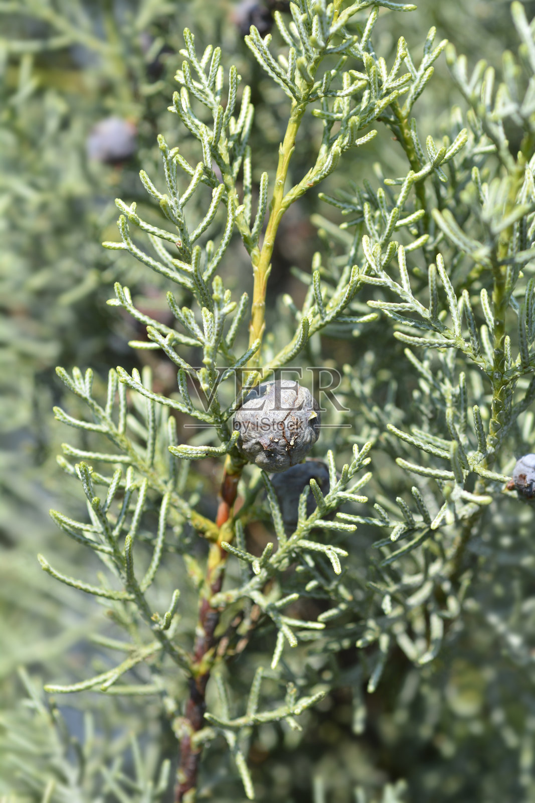 蓝色亚利桑那州柏树照片摄影图片