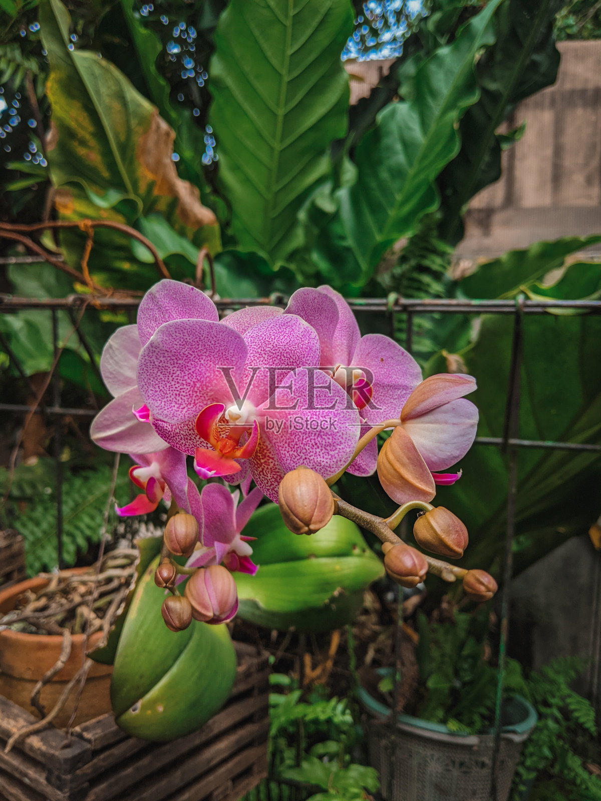 花照片摄影图片