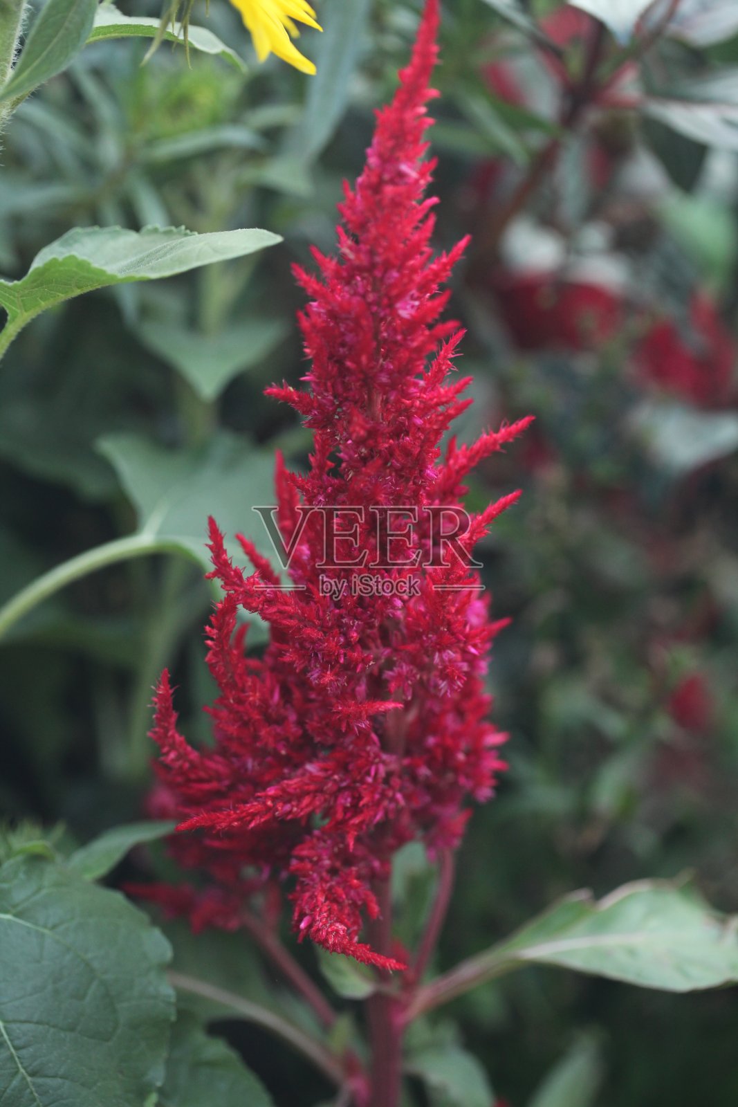 花照片摄影图片