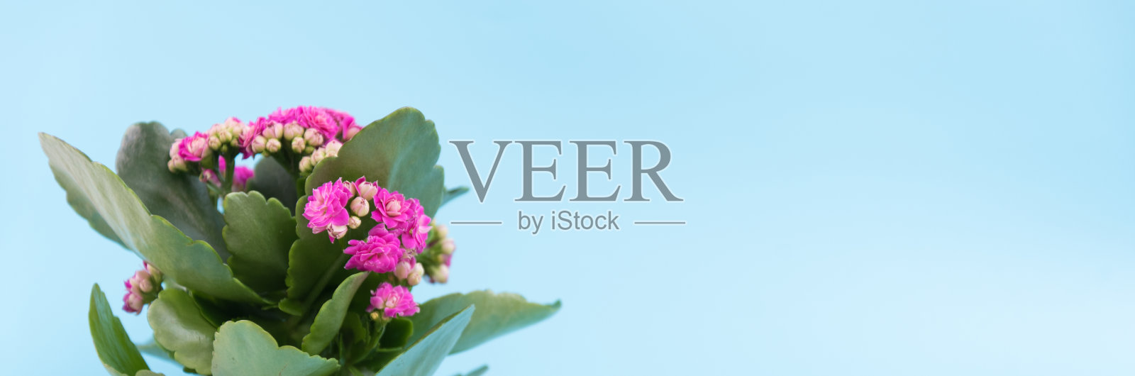 在柔和的蓝色背景下的一束粉红色的开花植物。横幅,文本的位置。明信片,祝贺你照片摄影图片