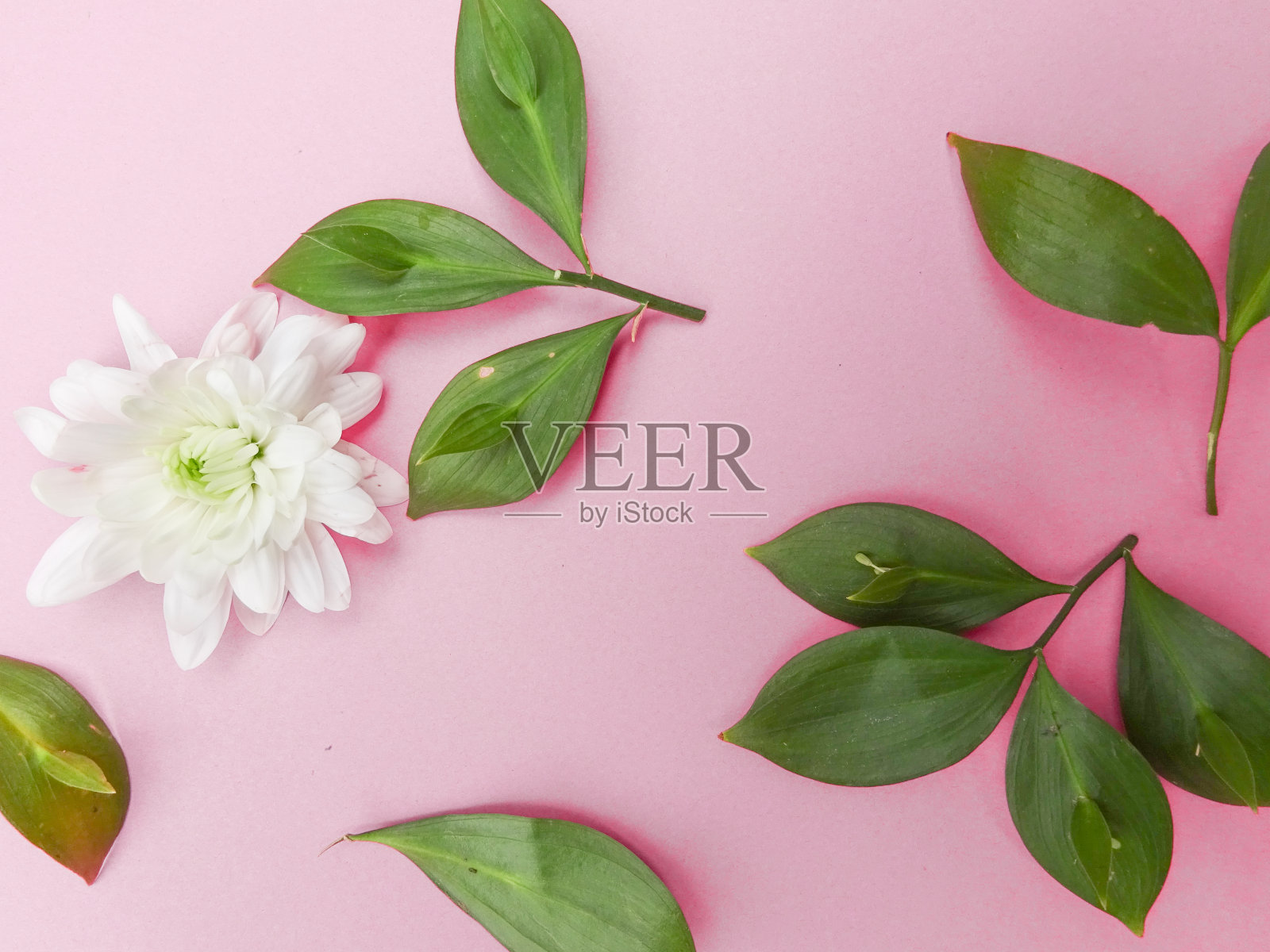 粉彩花背景,绿叶和白玫瑰。平铺。春天的概念照片摄影图片