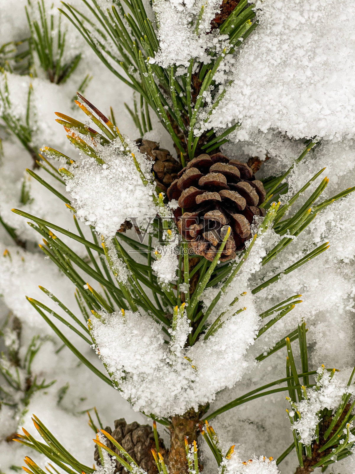 白雪覆盖的树枝上的松果。照片摄影图片
