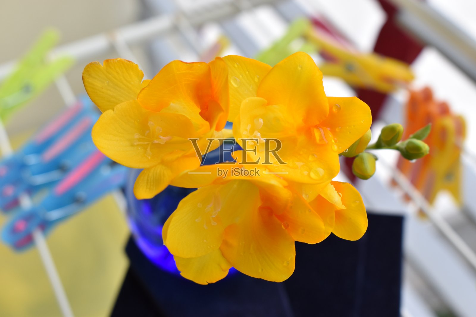 小苍兰照片摄影图片