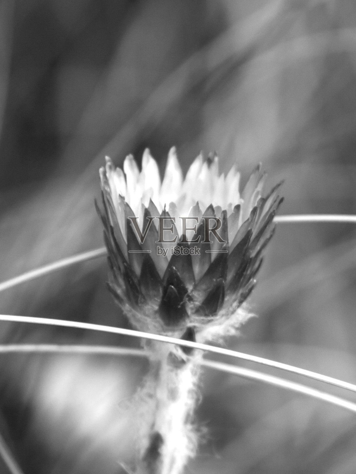 蜡菊黑色和白色照片摄影图片