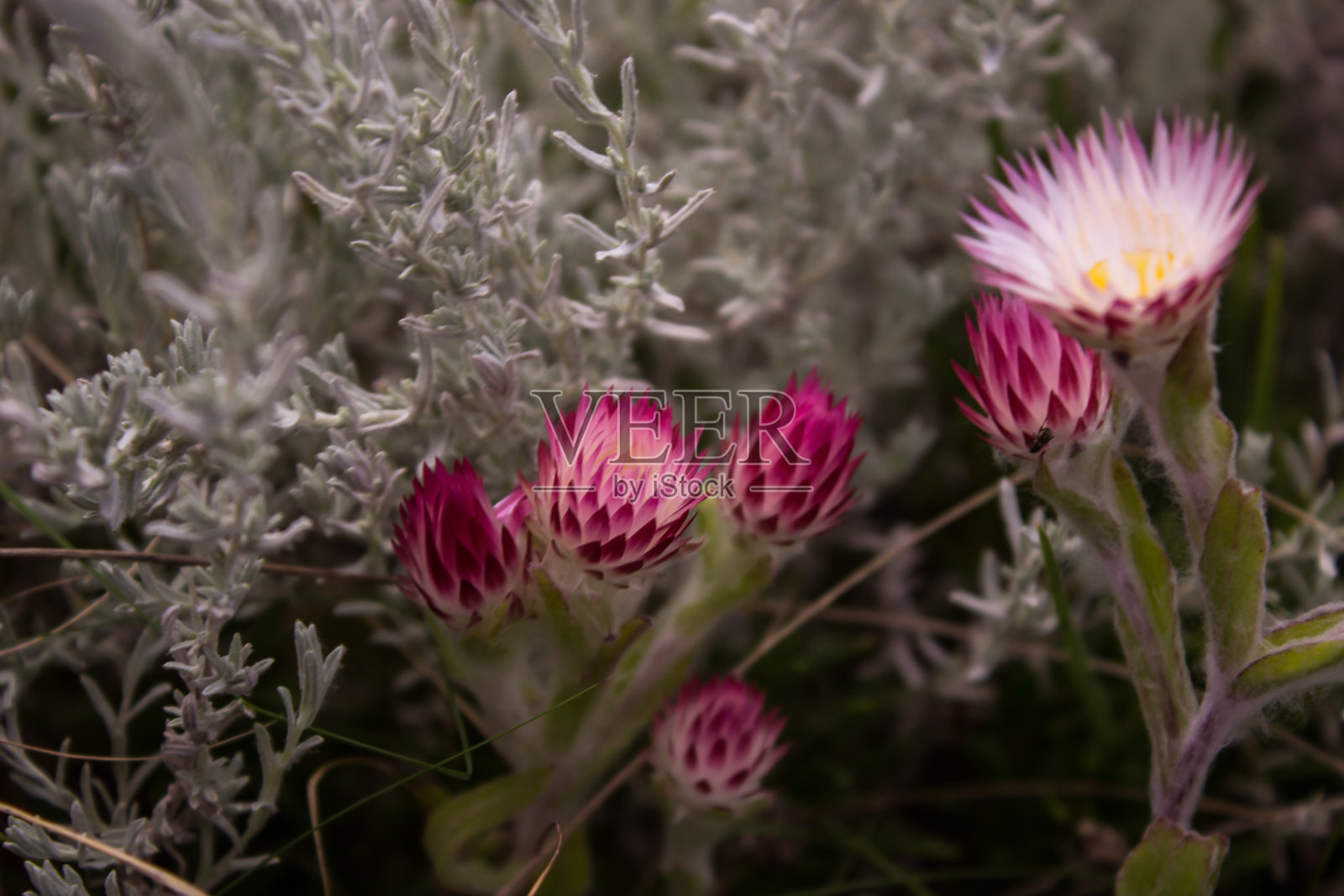 七年照片摄影图片