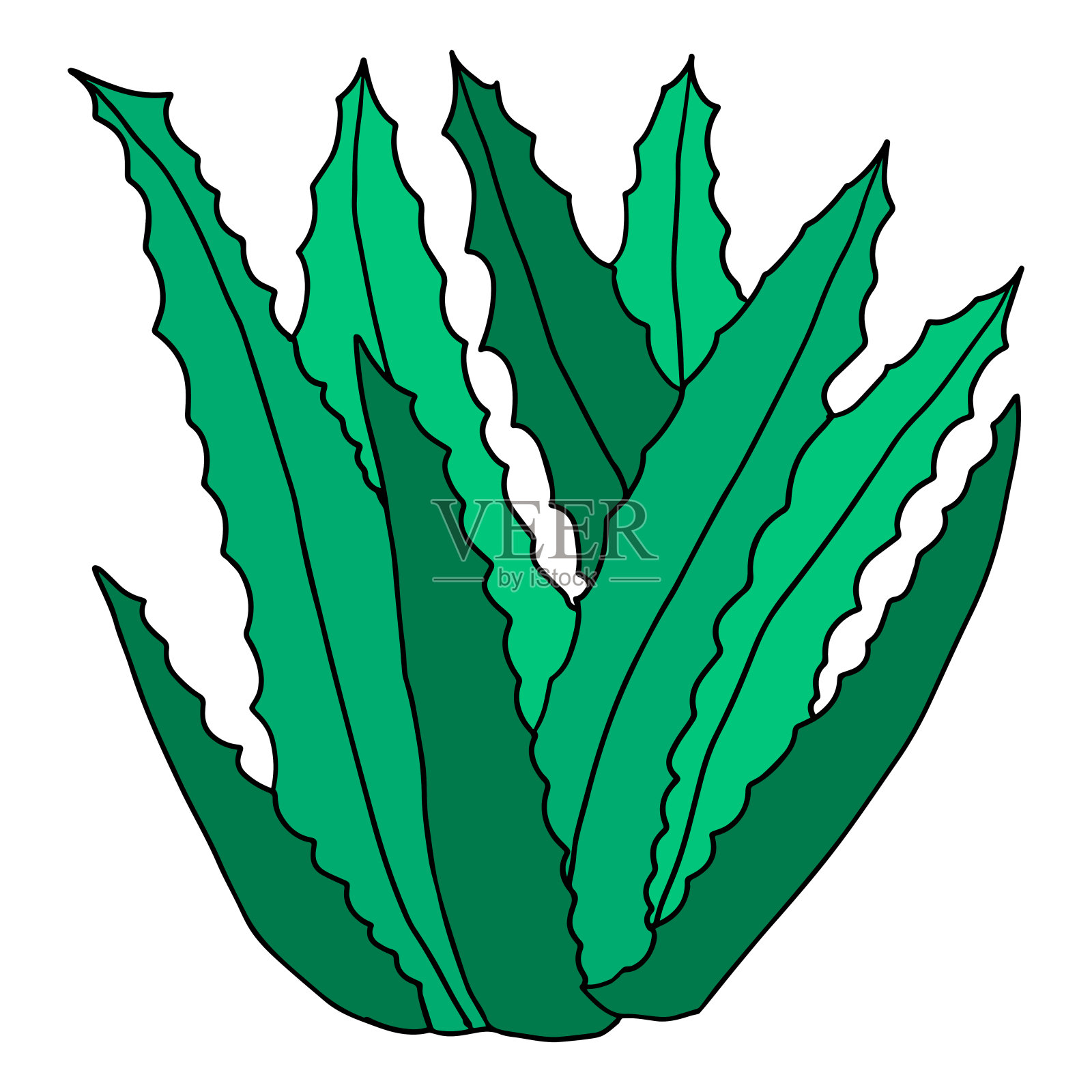 肉质花孤立在白色背景上。芦荟、龙舌兰插画图片素材