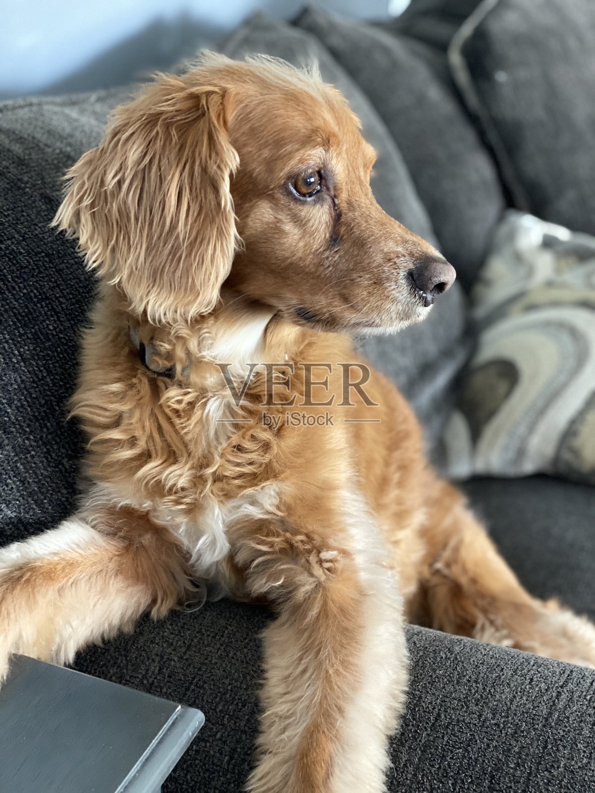 狗照片摄影图片