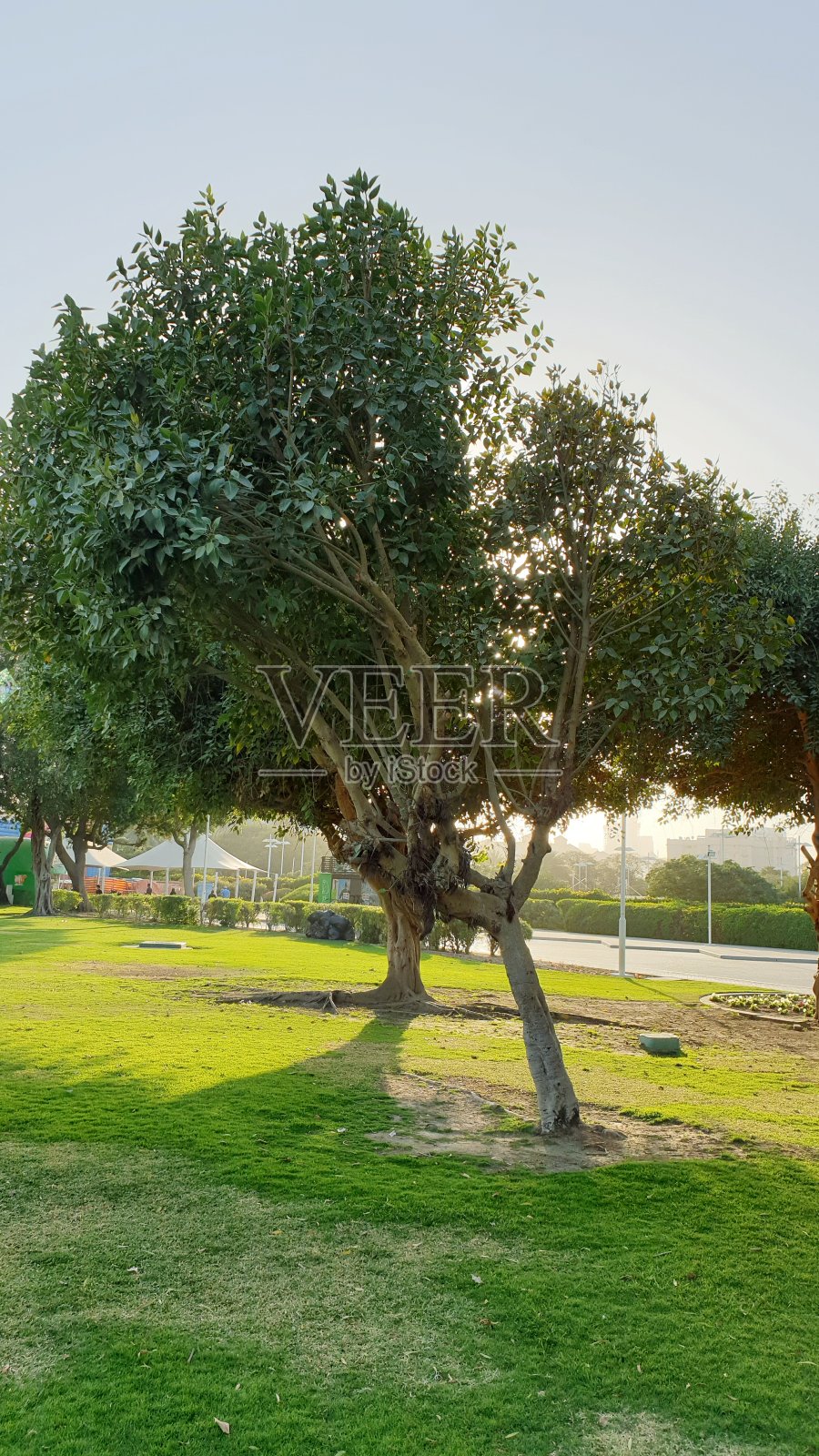 树照片摄影图片