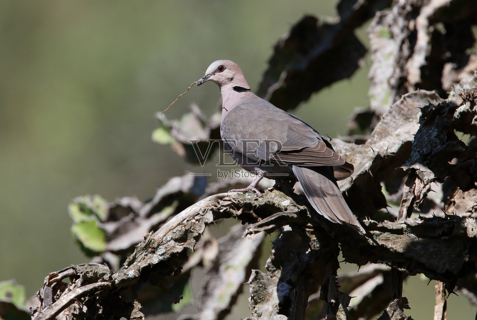 红眼的鸽子照片摄影图片
