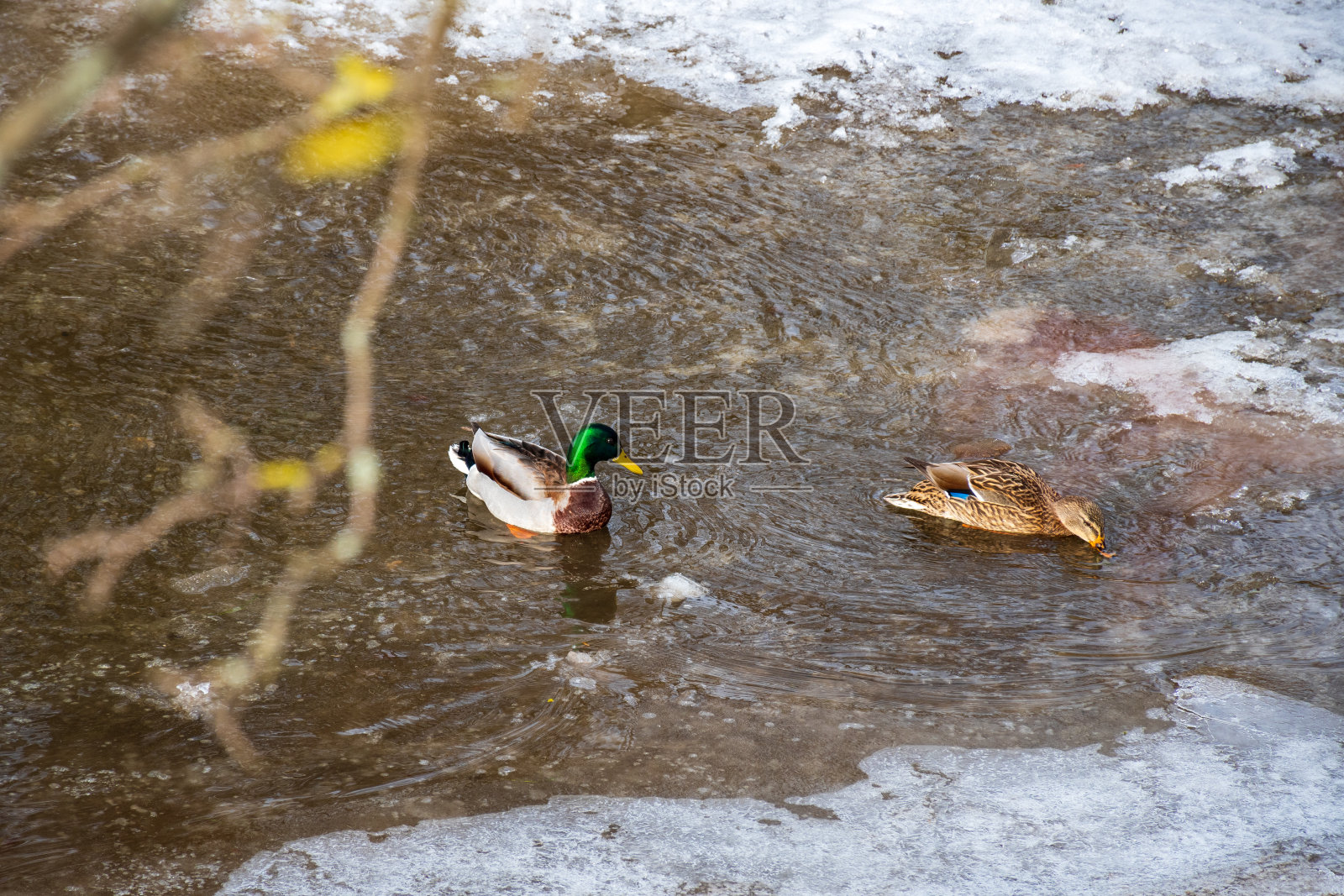 鸭子在结冰的河流里过冬,冰雪融化,溪水流动,自然背景照片摄影图片