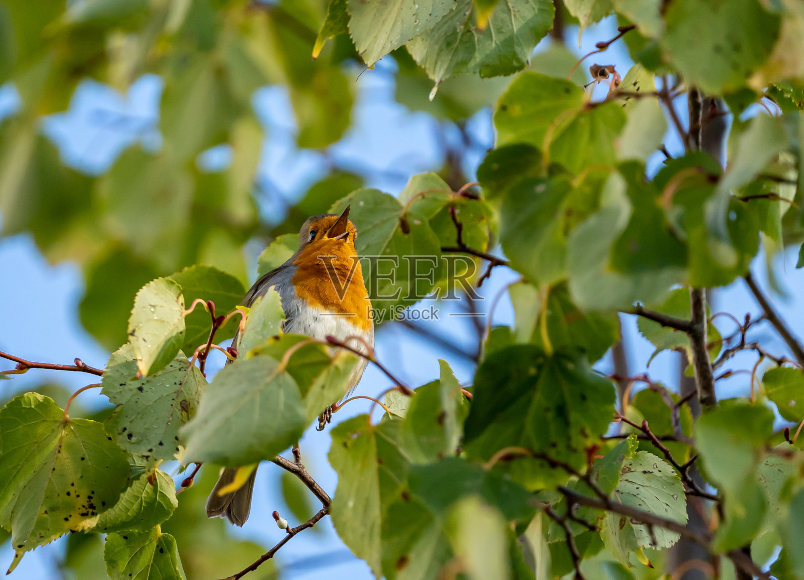 靠近知更鸟鸟休息在树上和鸣叫在秋天照片摄影图片