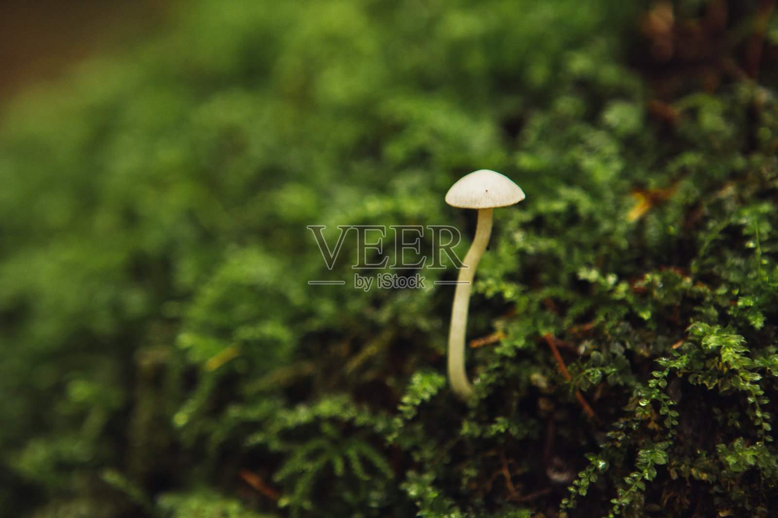小小的白色蘑菇和苔藓照片摄影图片
