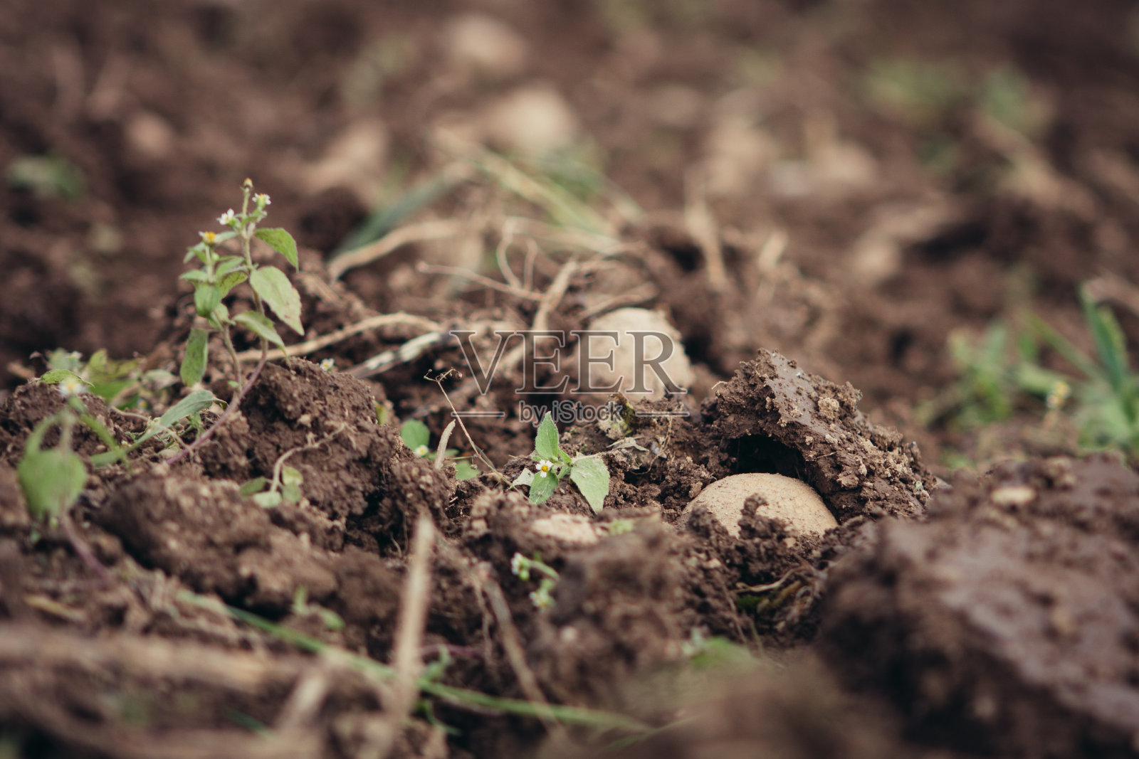 土豆收获照片摄影图片