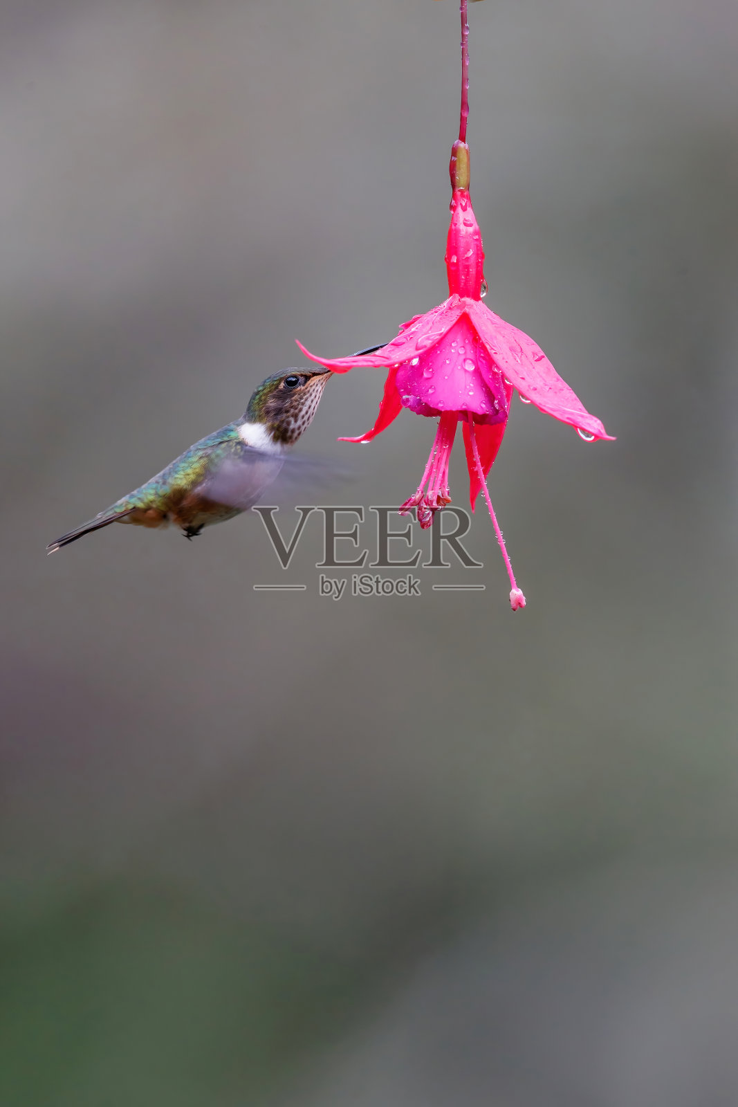 火山蜂鸟(selasporus flammula)飞行照片摄影图片