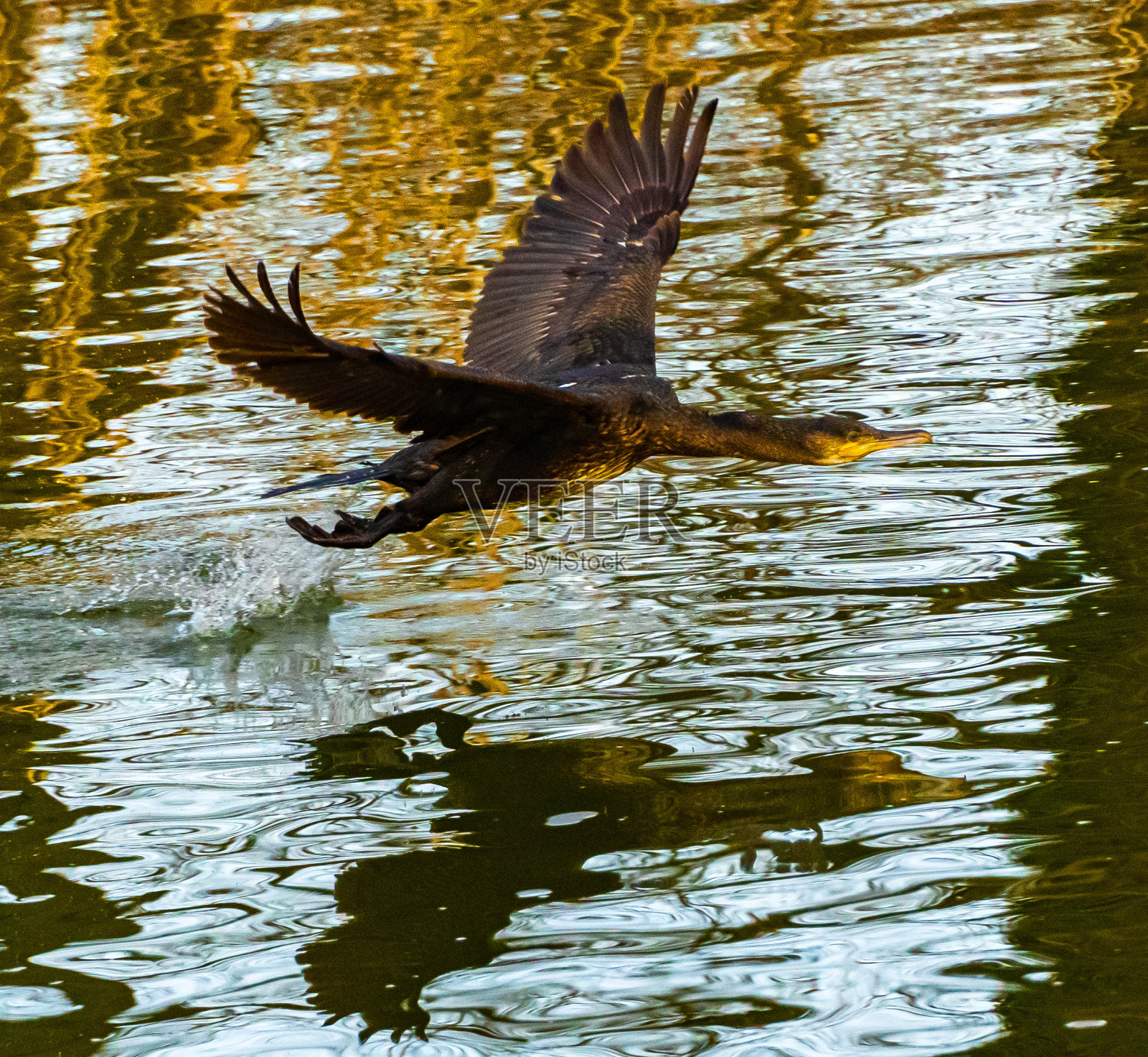 在飞行中自身照片摄影图片