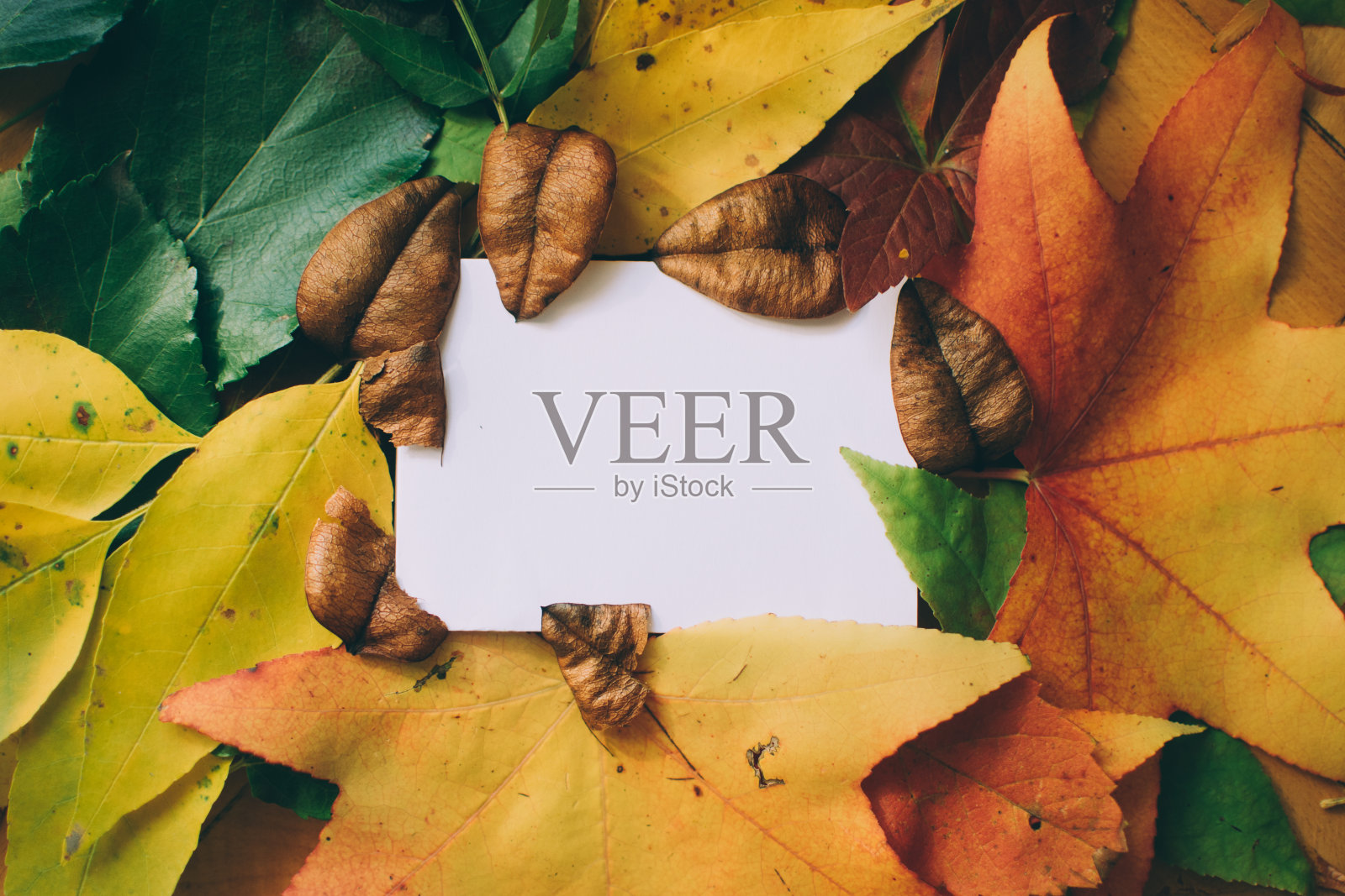 白色的纸和彩色的叶子照片摄影图片