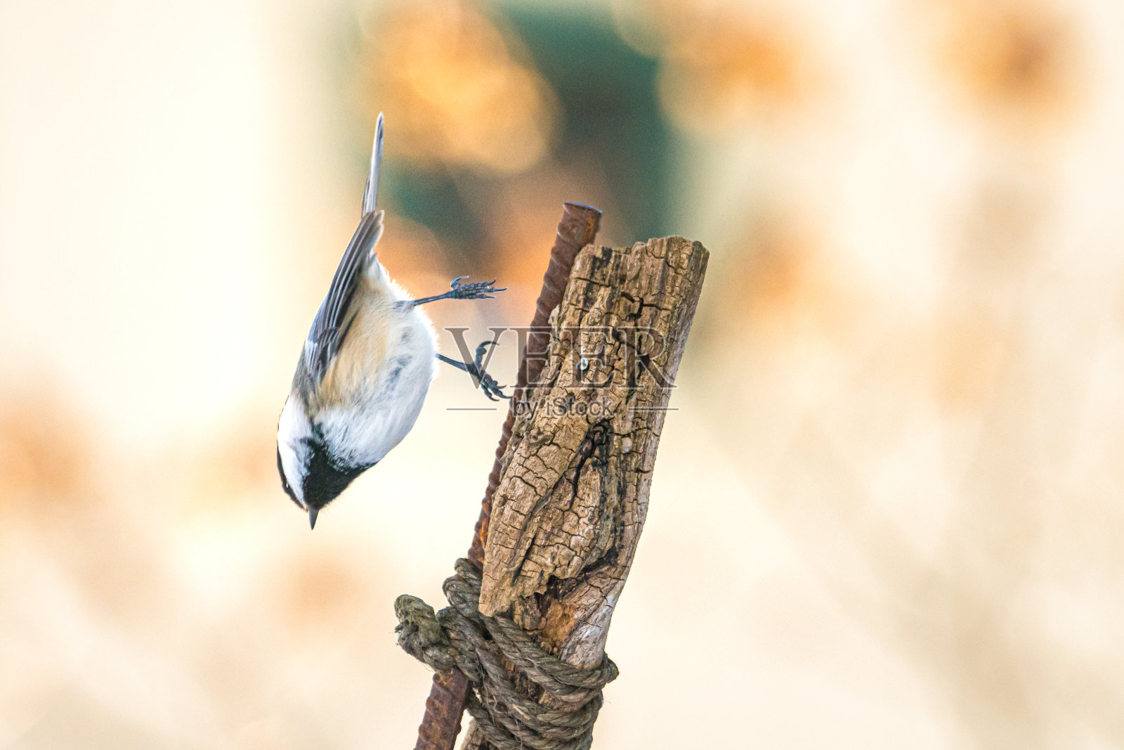 和黑色的背景照片摄影图片