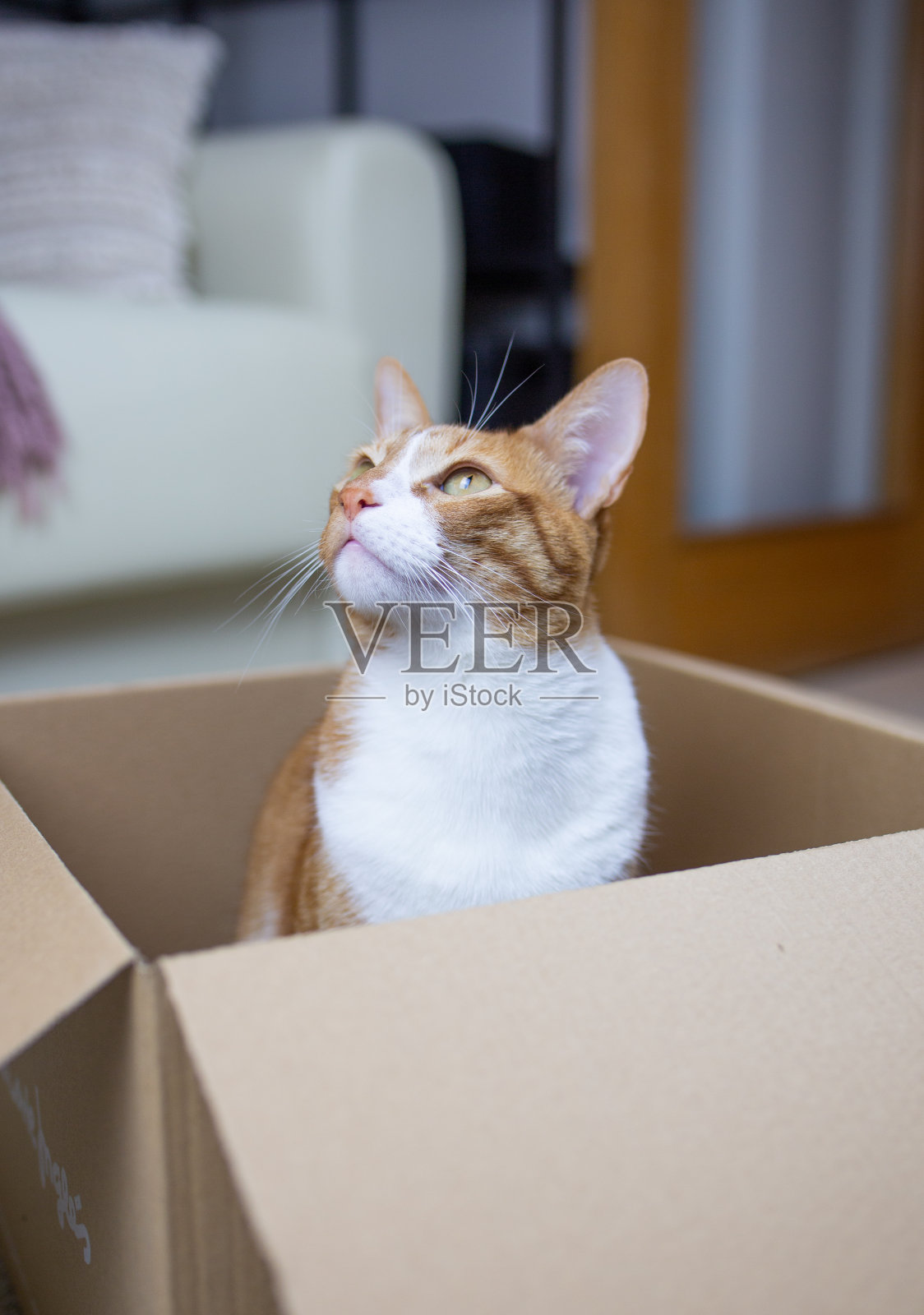纸板箱里的姜猫照片摄影图片