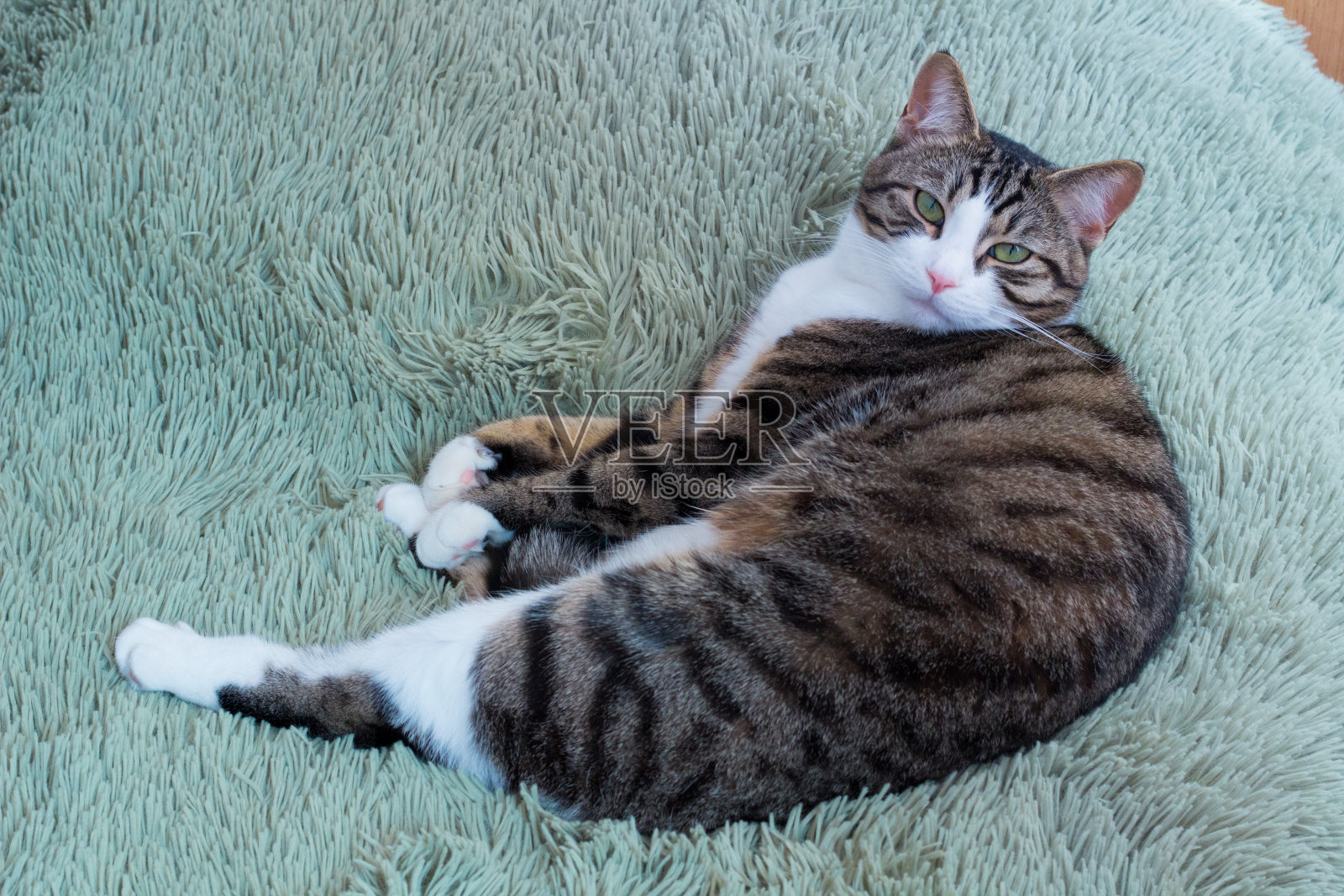 家养宠物猫,绿眼睛,条纹毛休息照片摄影图片