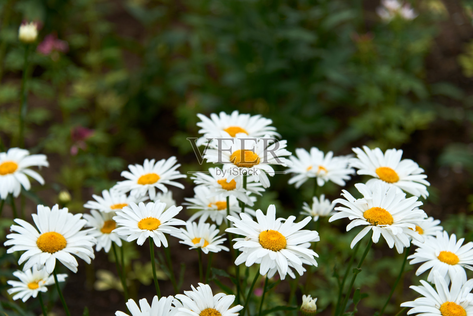夏天,绿色的草地上,白色美丽的雏菊。牛眼雏菊,白菊花,雏菊,狐眼雏菊,普通雏菊,狗雏菊,月亮雏菊。园艺的概念照片摄影图片