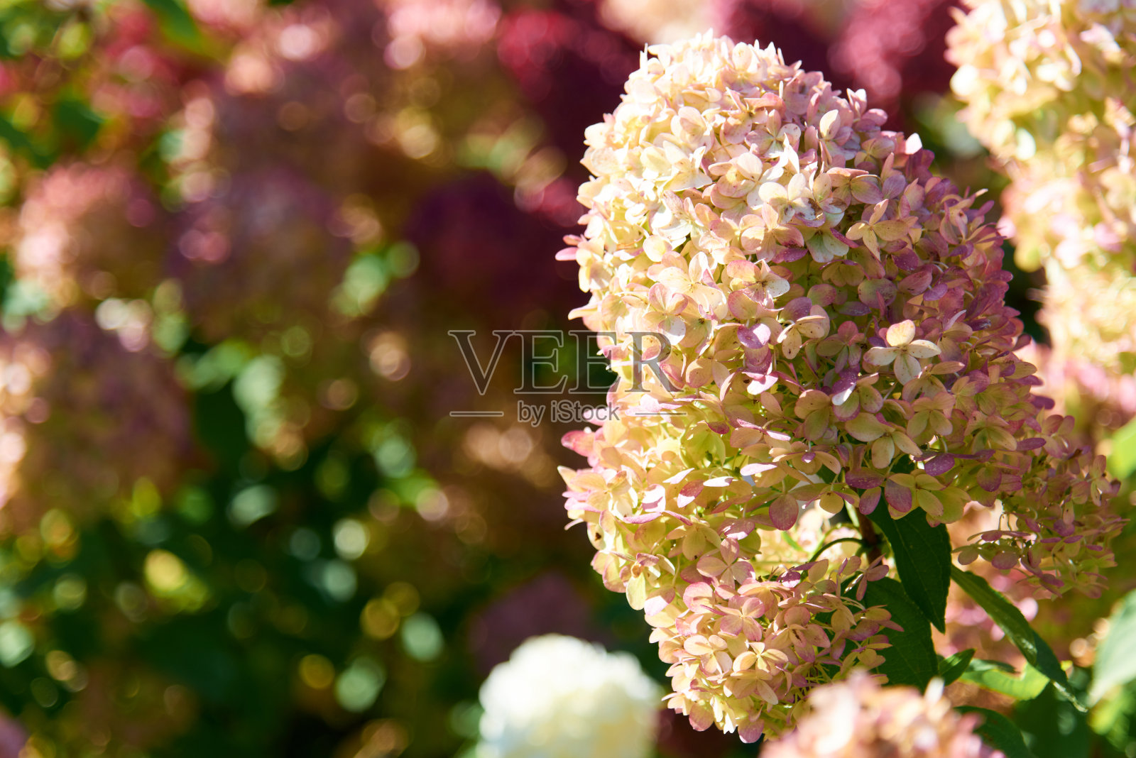 花园里盛开着粉红色的绣球花。春光明媚,夏日艳阳天。明信片。绣球花盛开。在花园开花。选择性聚焦,特写。照片摄影图片