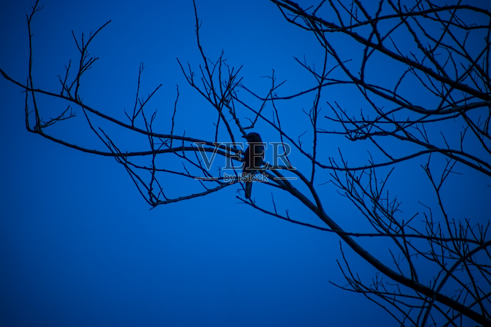 在深蓝色的天空中,小鸟在树枝上的剪影。照片摄影图片