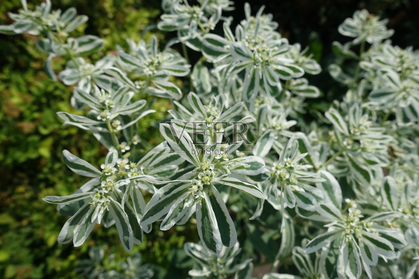 9月份的杂色大戟的小花和叶照片摄影图片