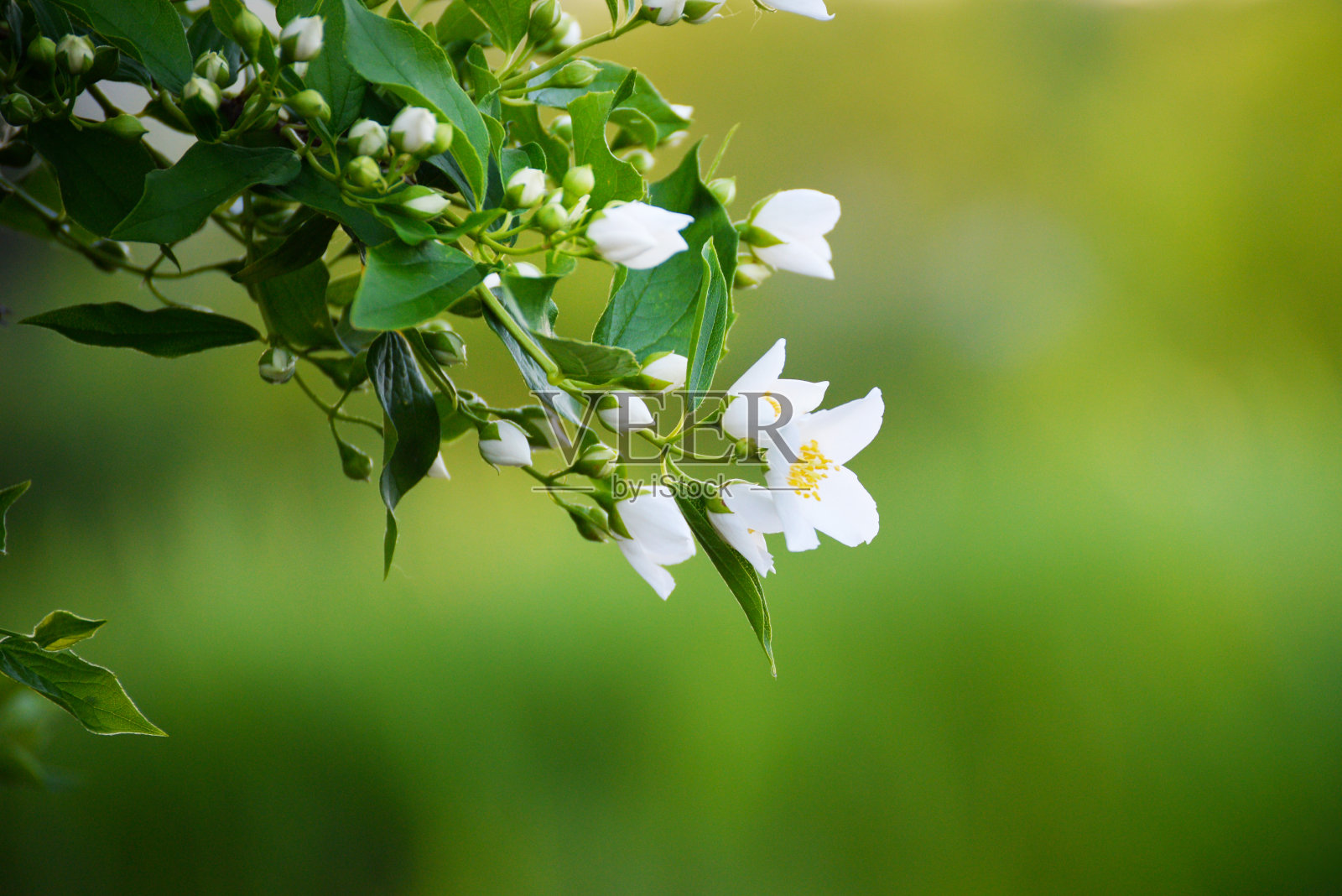 开花树枝特写与复制空间。照片摄影图片