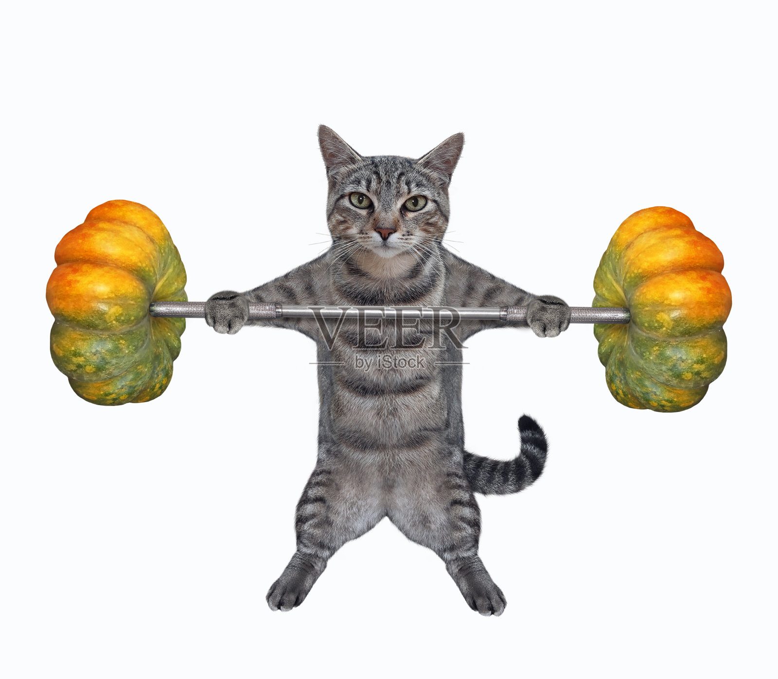猫灰举起南瓜杠铃照片摄影图片