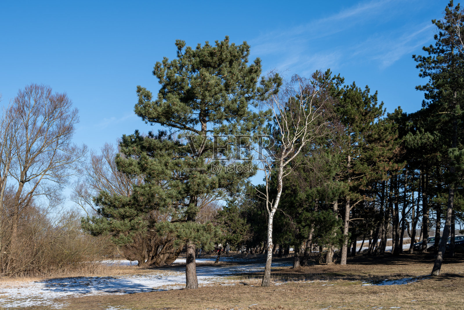 一群松树在寒冷的冬日里。蓝色的天空背景照片摄影图片
