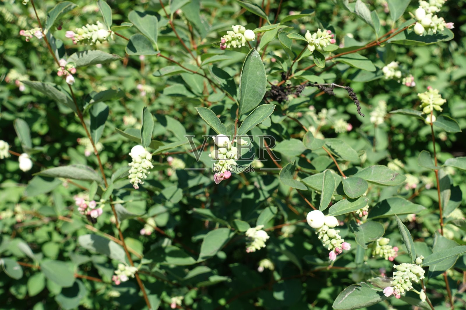 普通雪莓灌木7月未完全开放的花照片摄影图片
