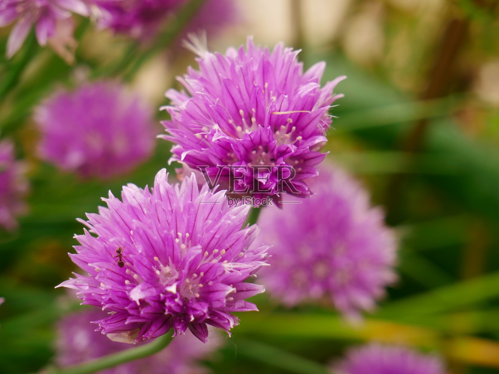美丽的紫色花朵在花园里照片摄影图片