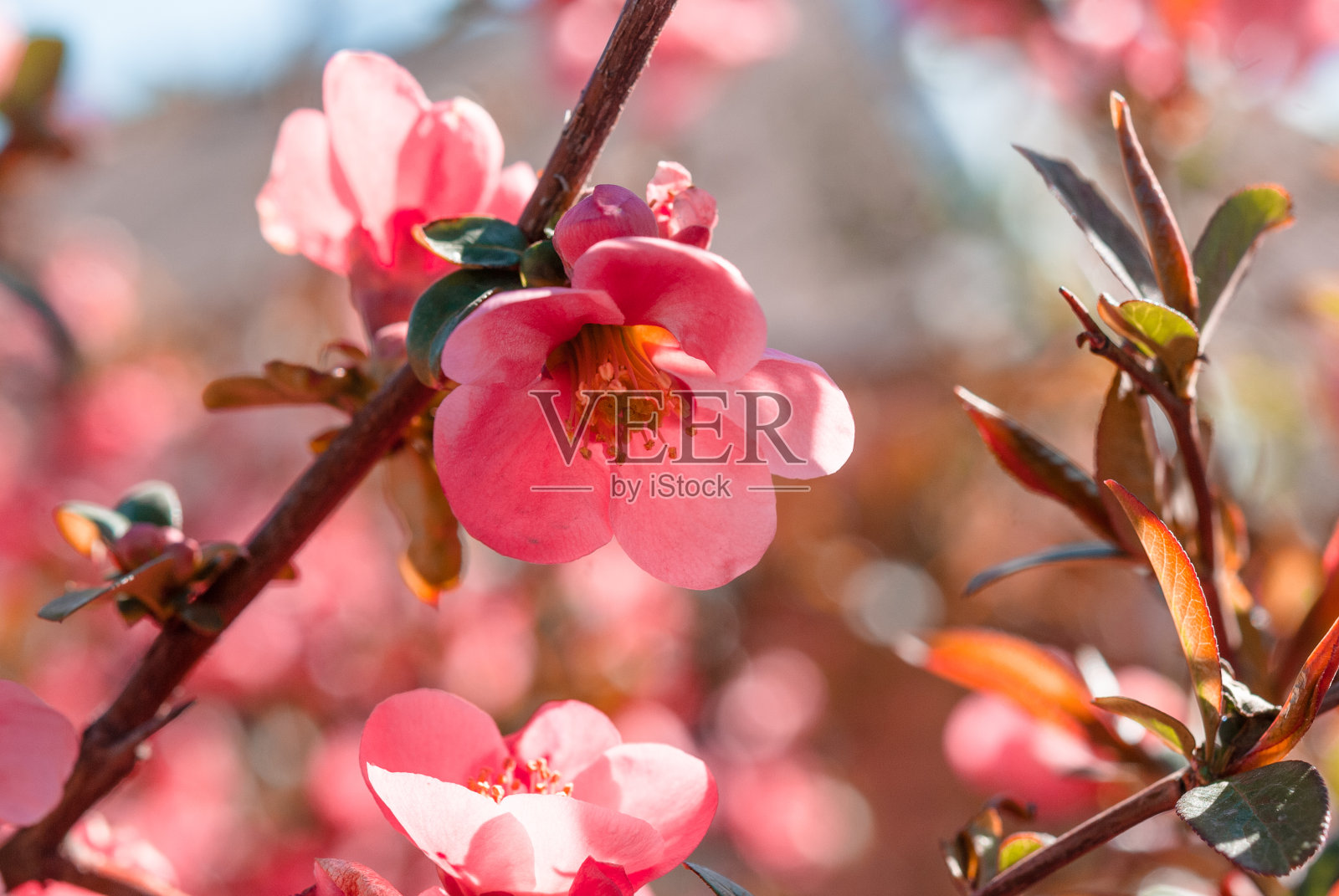 这是树枝上粉红色花朵的特写照片摄影图片