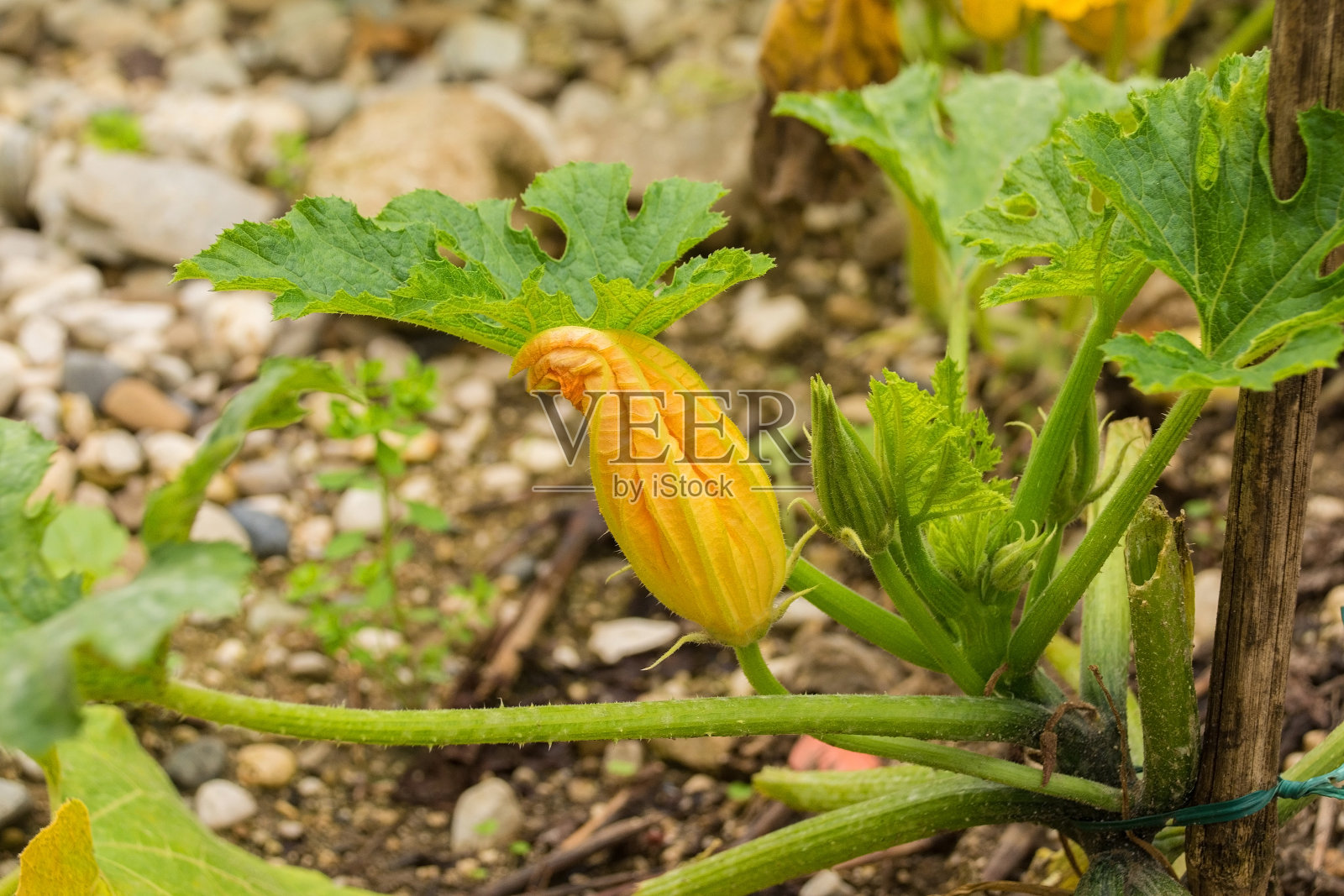 西葫芦花照片摄影图片