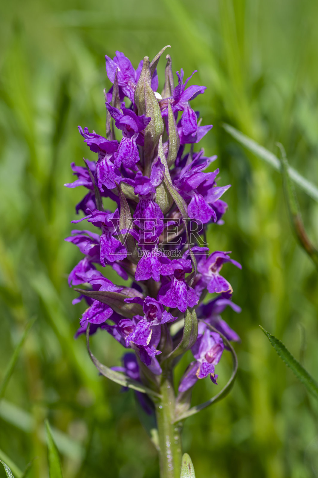 草原上盛开的野生兰花,一群群鲜艳的紫色花朵盛开照片摄影图片
