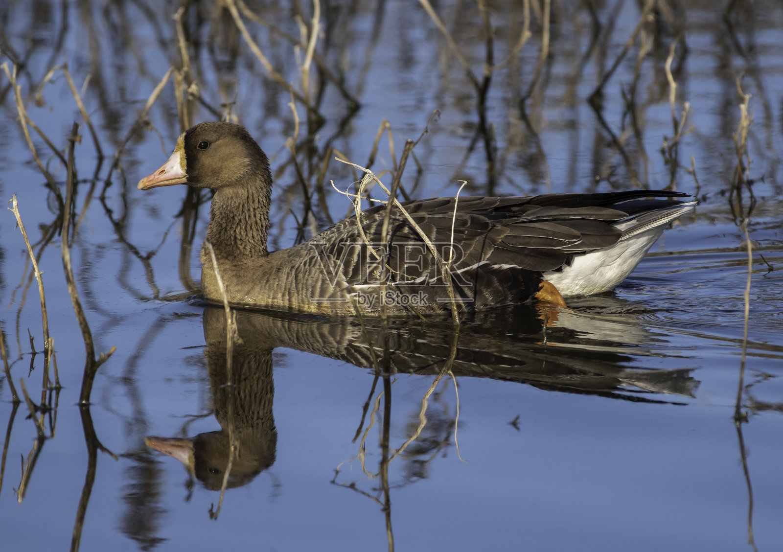 软游泳鹅照片摄影图片