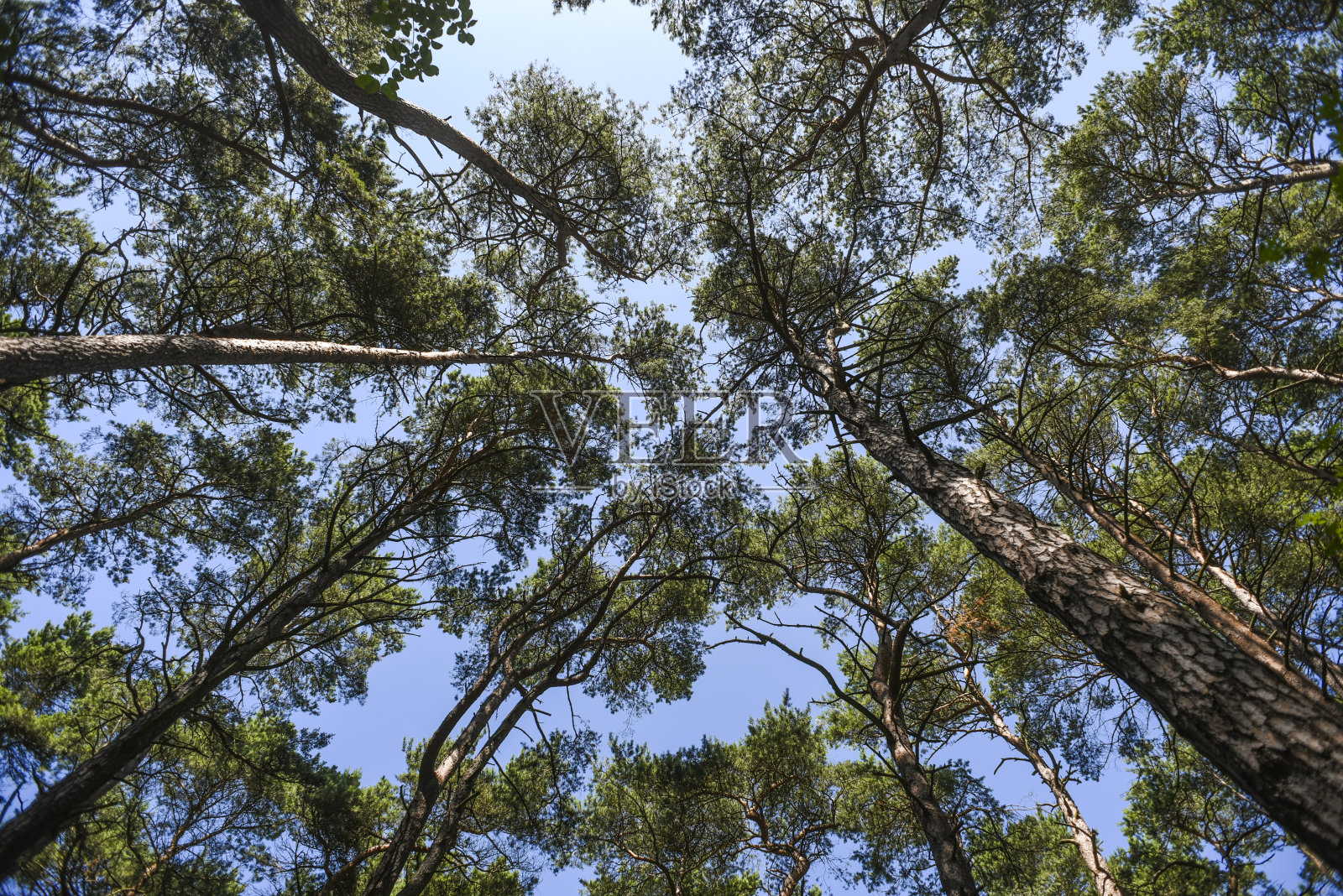 森林中的树冠,从下面看照片摄影图片