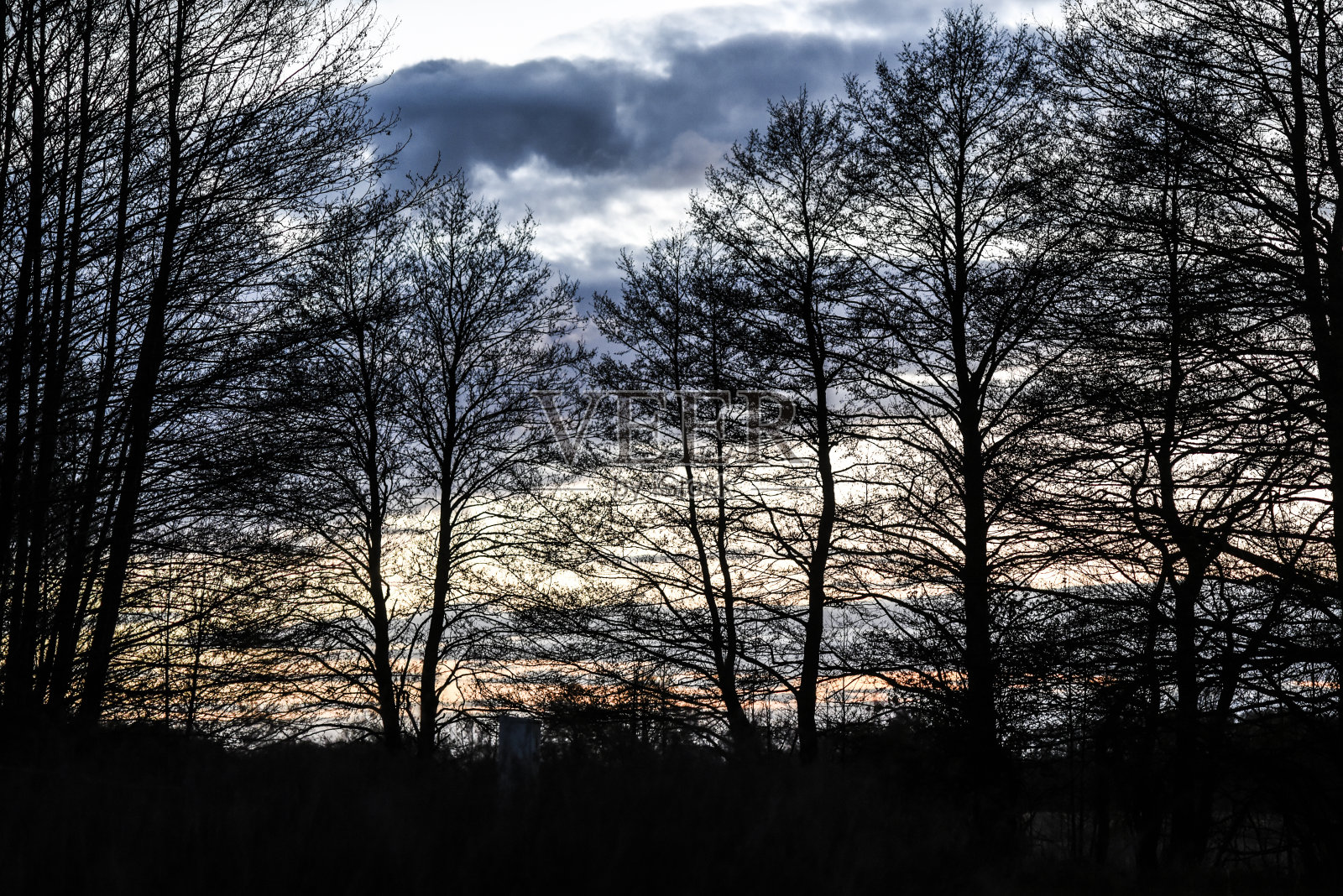 日落时分的树木景观。照片摄影图片