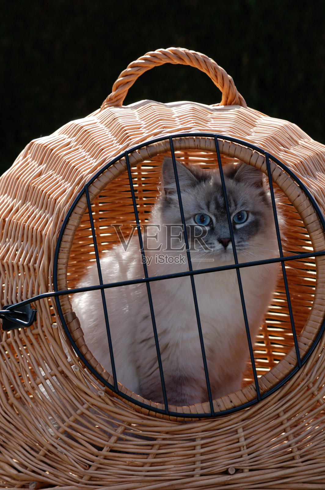 猫科动物的健康照片摄影图片
