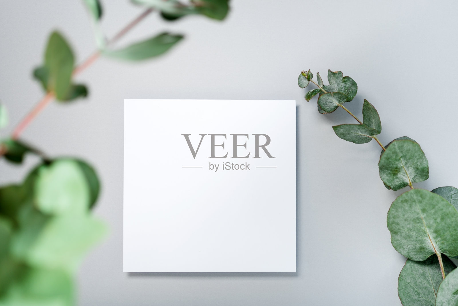 真实的照片。方形邀请卡模型与桉树枝。顶部视图与拷贝空间,浅灰色背景。模板的品牌和广告照片摄影图片