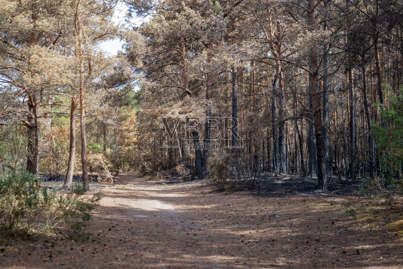 森林火灾的余波照片摄影图片