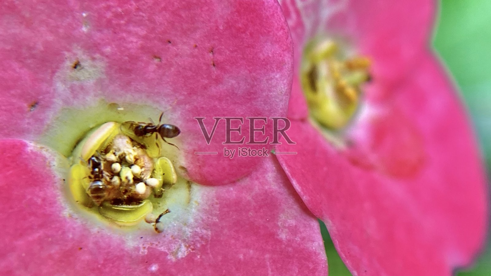 两只黑蚁从粉红色的刺花冠上吮吸花蜜照片摄影图片