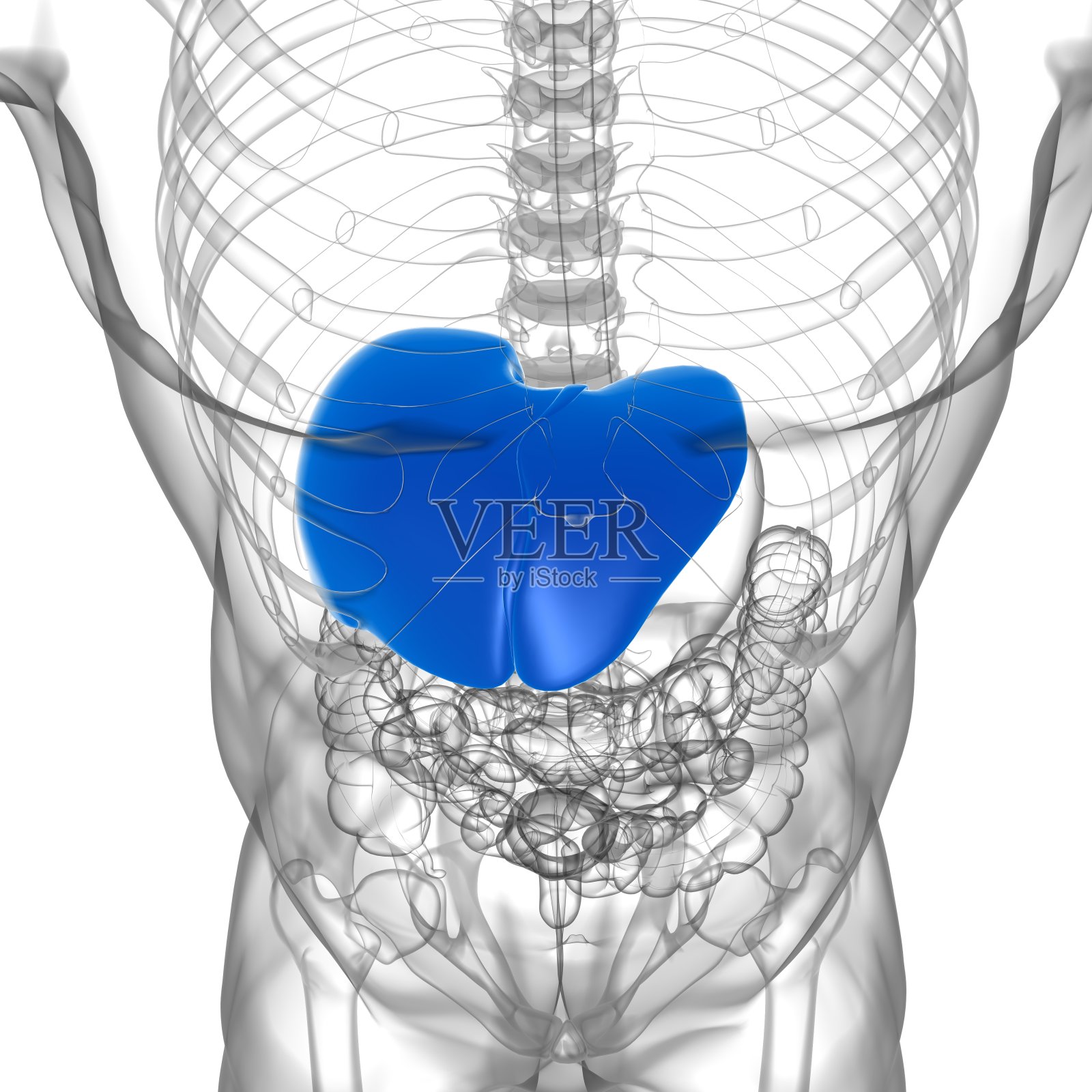 肝脏3D插图人体消化系统解剖照片摄影图片