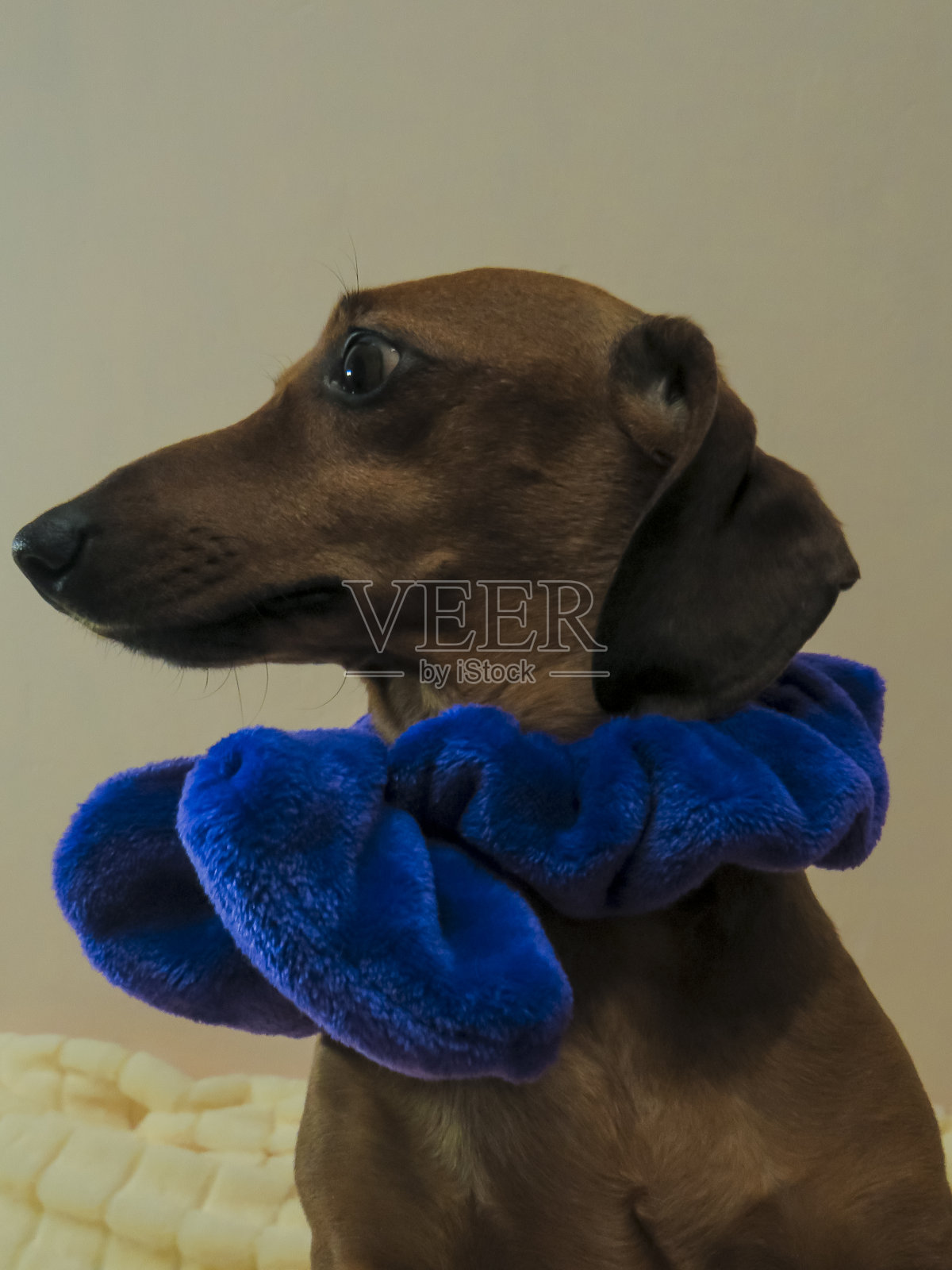 年轻的红毛毛光滑的腊肠狗有一个明亮的蓝色蝴蝶结在它的脖子上柔软的黄色毯子照片摄影图片