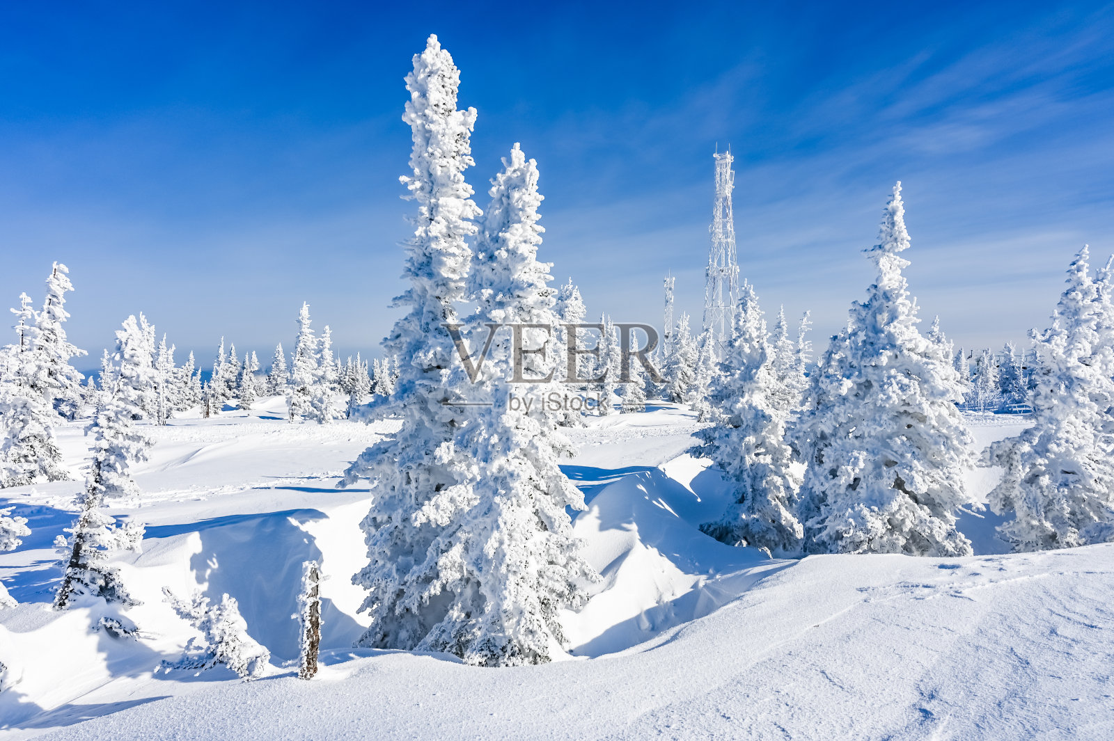 冬天的树在雪地里照片摄影图片